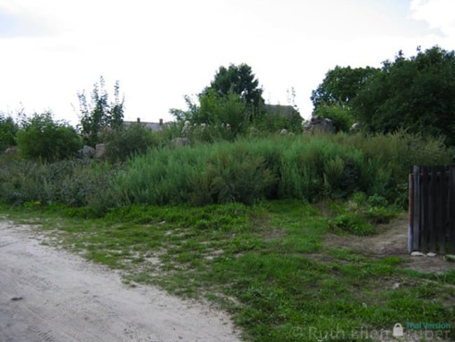 The ruins of the foundation of the great synagogue in Krynki were long overgrown with vegetation. 