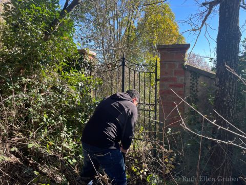 Clearing brush to get to the gate of the old Jewish cemetery, Perugia. Feb. 2025