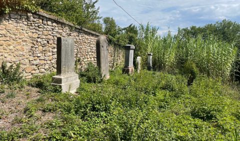 The five standing gravestones in the Old Jewish Cemetery, and new vegetation